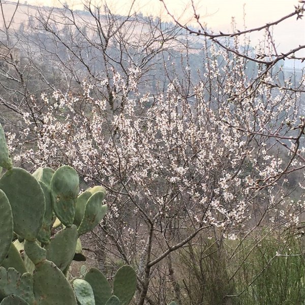 리프타 마을은 땅이 비옥하고 물이 풍부하다. 팔레스타인 사람들이 쫓겨난 마을에 아몬드 나무, 올리브 나무, 선인장 꽃들이 해마다 피고 진다.