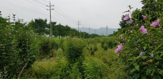  화순군 능주~도곡 가는 길목에 자리한 무궁화동산. 잡초가 무성하다.