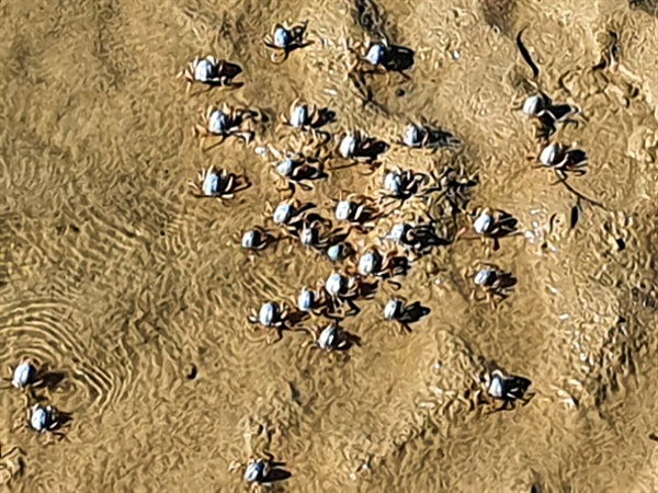 수많은 작은 게가 물이 빠져나간 모래 사장에서 먹이를 구하고 있다.