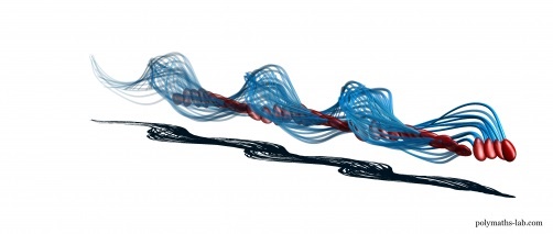 정자가 스크류처럼 꼬리를 돌리며 전진하는 모습. 빨간 부분은 머리. 파란 부분이 꼬리이다. 아래 검은색은 2차원적으로 꼬리의 움직임을 나타낸 것으로 이렇게 보면 마치 뱀이 사행하면서 나아가는 것처럼 보인다.