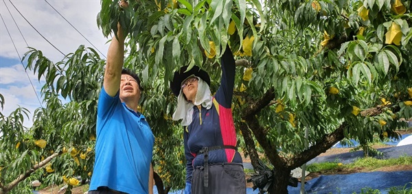 송찬두 대표와 그의 부인 이점순 여사가 탐스럽게 열린 복숭아를 수확하고 있다.  