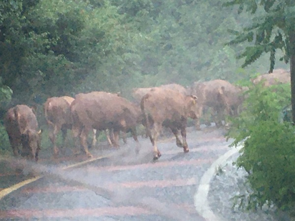 축사를 탈출한 소들은 3km 이상의 아스팔트 산길을 올라 사성암에 도착했다. 