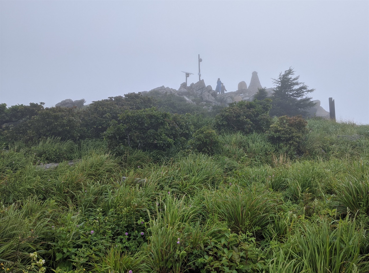 멀리 함백산 정상에 세워진 표지석과 돌탑이 보이고 가까이는 녹색 풀 사이로 둥근이질풀이 고개를 내밀고 있다.