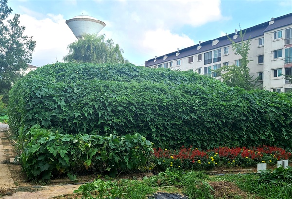 창원시 자연학습장 안에 ‘녹색커튼식물 체험장’이 생겼다.