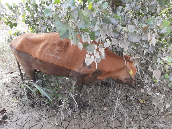 합천 율곡에서 7~8일 사이 폭우 때 떠내려온 소가 18일 오전 창원 대산면 낙동강 둔치에서 발견되었다.