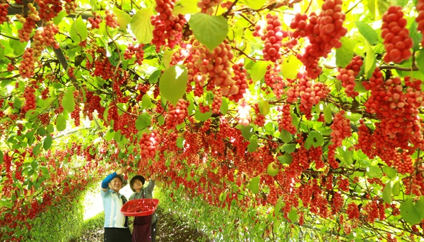 함양 백전면 홍정표 씨 부부의 오미자 수확.