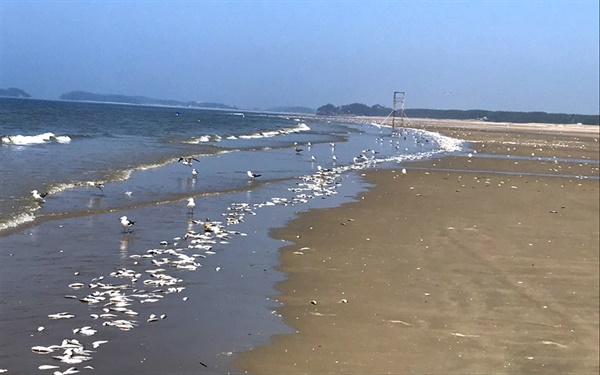 충남 태안군 안면해수욕장과 기지포해수욕장에 밀려든 죽은 전어 떼에 갈매기들이 몰려들고 있다. 안면읍은 4km 해변에 걸쳐 있는 죽은 전어의 양을 2톤 가량으로 추정했다. 