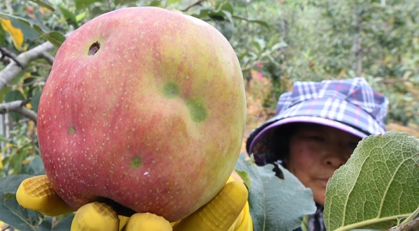 거창군 고제면의 한 농가의 사과 수확.
