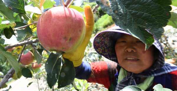 거창군 고제면의 한 농가의 사과 수확.