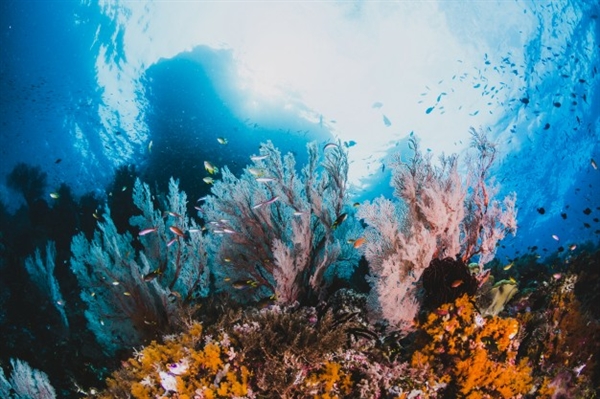 백화현상으로 죽어가는 산호초