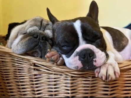 퍼그(왼쪽)와 프렌치 불독. 최근 이같이 '낮은 코' 유형의 개들에 대한 선호가 급격히 높아졌다. 