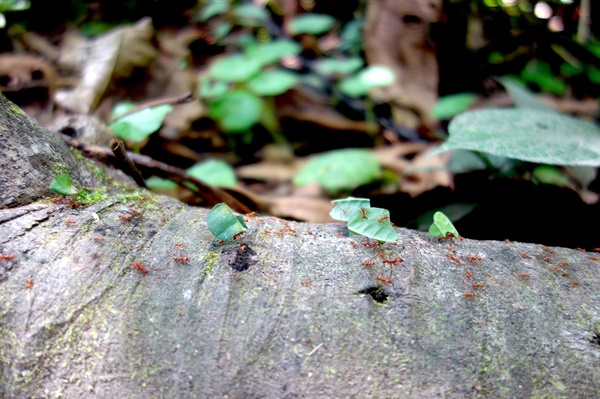 수십미터 높이의 유카나무에서 자른 나뭇잎을 개미집으로 나르는 행렬 