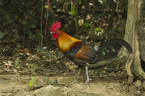 태국의 숲속에 사는 야생 닭. 오늘날 닭의 조상이다. 닭의 원산지는 아시아인데, 약 1만년 전 사육되기 시작해 현재는 안 사는 곳이 없을 정도로 그 숫자가 많다. 