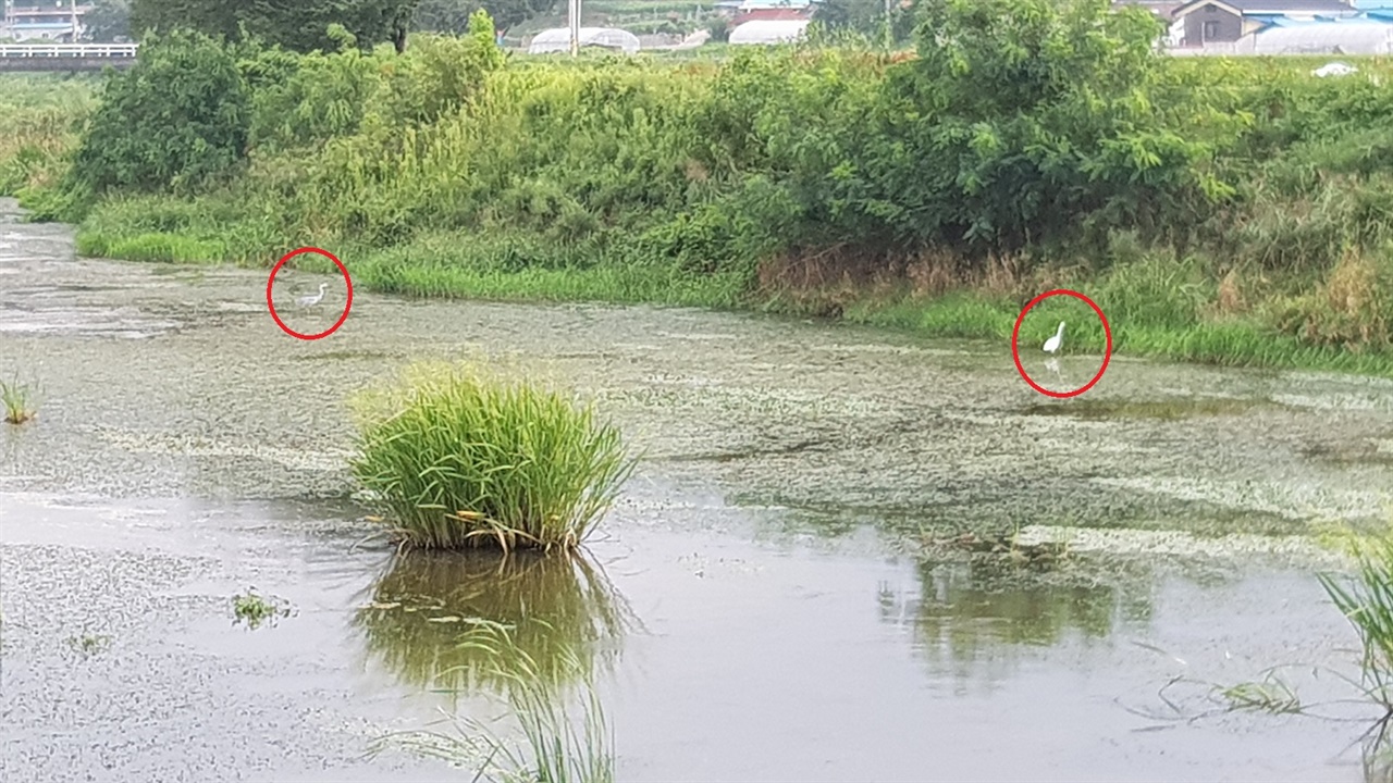  지난 달 27일 광천천은 백로가 올 정도로 물이 맑은 상태였다. 