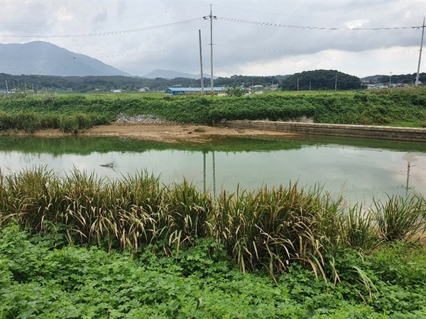  지난 달 31일, 광천천에 또다시 발생한 녹조  