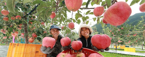 함양 삼애농원의 사과 수확.