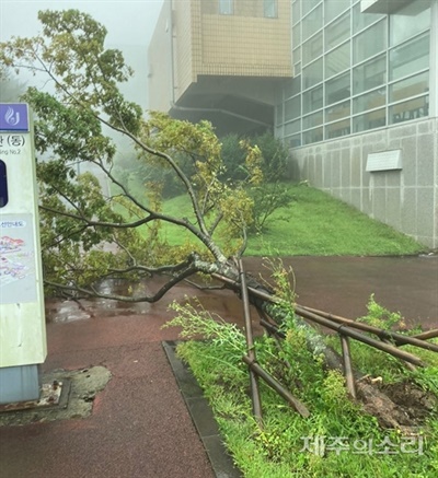 제주대학교 아라캠퍼스 인문대학 2호관 앞 나무가 강풍에 쓰러져 있다. 사진=독자제보. ⓒ제주의소리