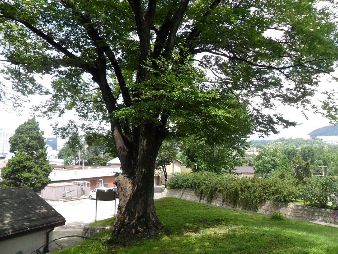 둔지산의 수백년 된 느티나무