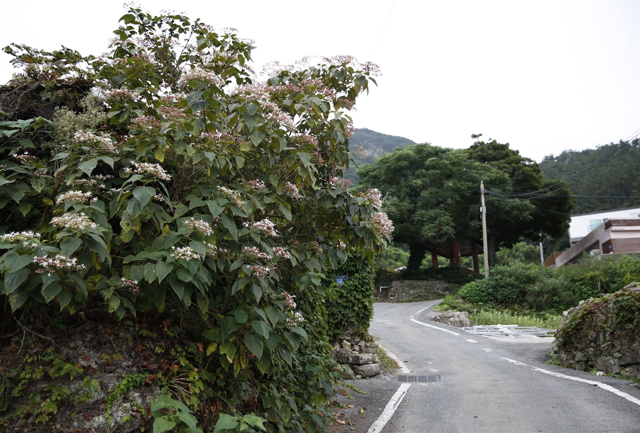 진도 세방마을 풍경. 누리장나무가 하얀 꽃을 피워 마을을 환하게 밝혀주고 있다.