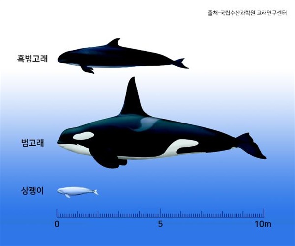 흑범고래와 범고래 비교