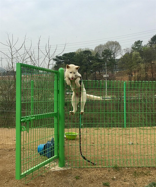 출처=용인 동물보호센터