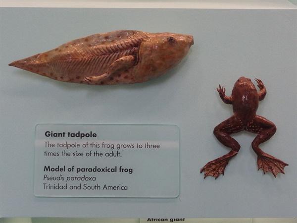 남미에 서식하는 패러독스 개구리. 올챙이 크기가 보통 성체 개구리보다 3~4배 가량 크다. 