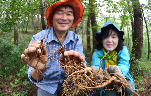  거창 가북면 용암리의 삼이랑덕이랑 산양삼재배지에서 김기오(61)씨 부부의 수확.