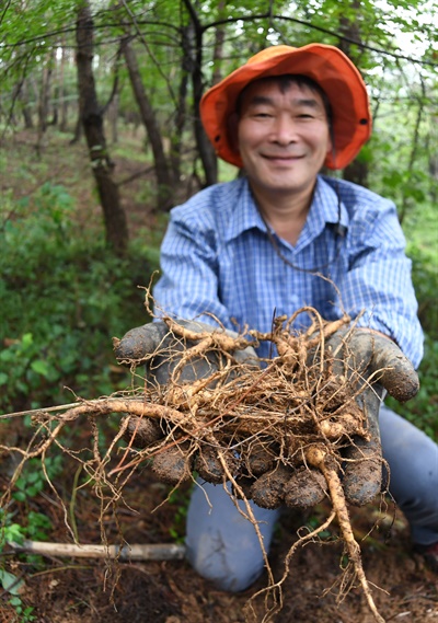  거창 가북면 용암리의 삼이랑덕이랑 산양삼재배지에서 김기오(61)씨 부부의 수확.