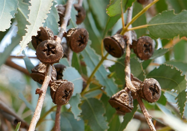 유칼립투스 씨앗은 딱딱한 열매 속에 담겨있어서 안전하게 보호되고 산불이 나서 뜨겁게 되면 껍질이 열려 발아한다.
