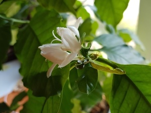 커피나무 꽃에서는 커피향과는 다른 신비한 향이 나기도 했다.