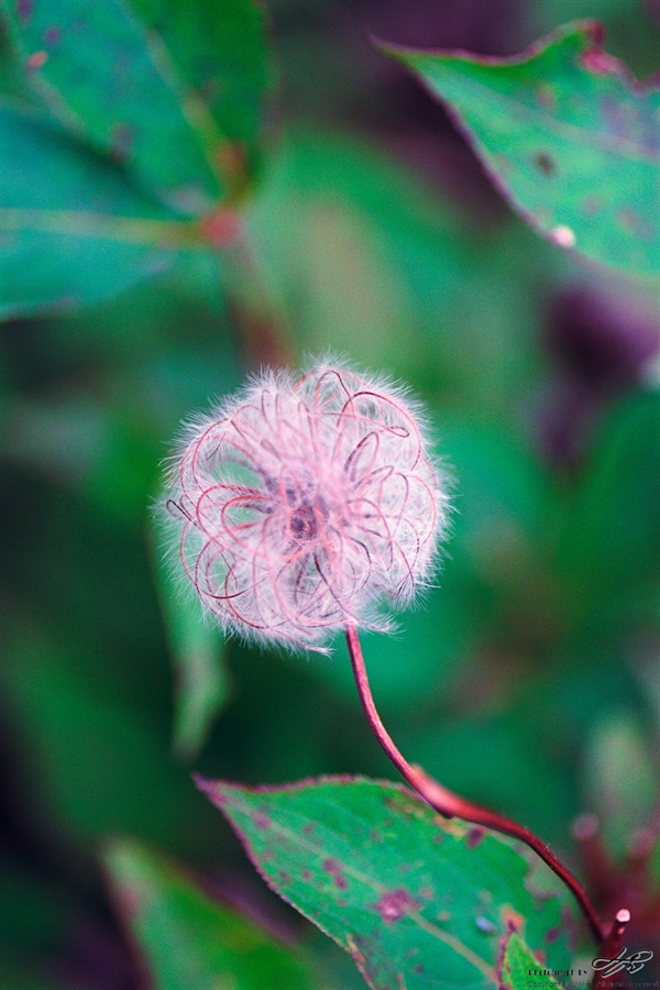 이름모를 식물 (Ektar100)보드라운 솜털 안에 여러 굴곡을 품고있는 동그란 모양을 만났다.