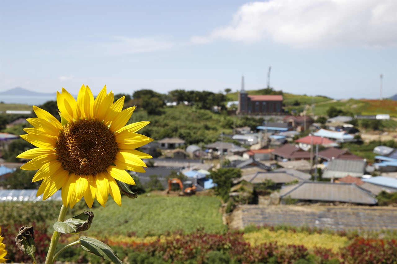 맨드라미 꽃동산에 핀 해바라기 뒤로 보이는 병풍도의 마을 전경. 맨드라미를 심기 전까지는 아주 평범한, 전형적인 섬 마을이었다.