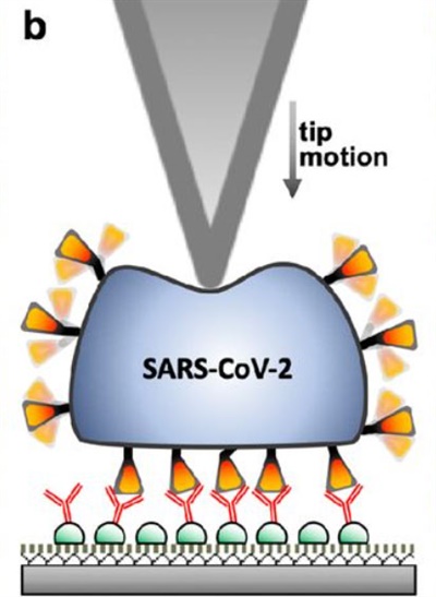 헝가리 세멜바이스대 미크로스 켈러마이어팀이 bio Rxiv에 올린 <Topography, spike dynamics and nanomechanics of individual native SARS-CoV-2 virions> 논문 중 일부
