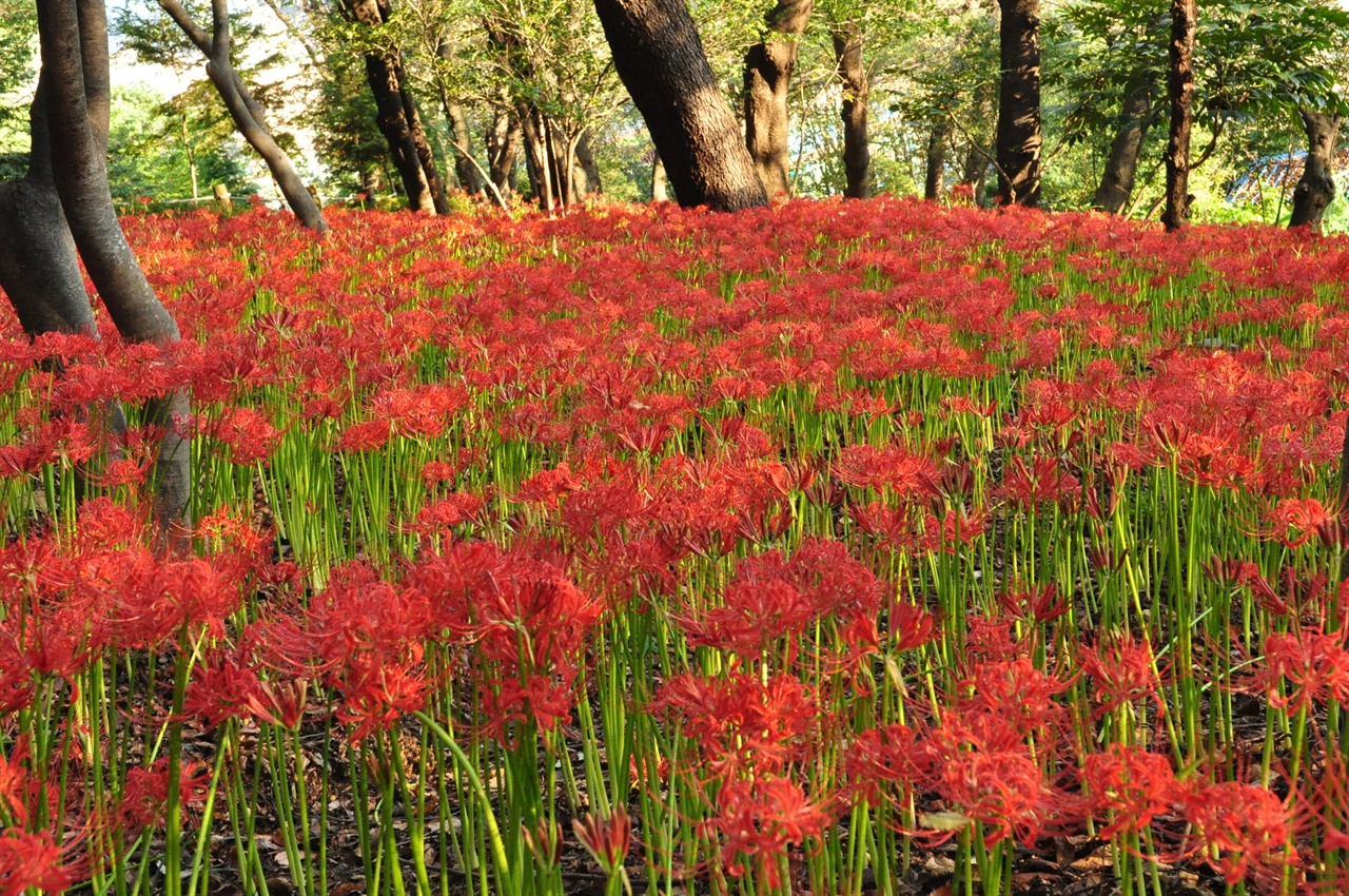 석산이라고도 불리는 꽃무릇은 수선화과에 속하는 알뿌리식물로 9-10월에 붉은 꽃을 피운다.잎은 꽃이 진뒤 나와 다음해 5월쯤 시들어버린다.
함평 용천사, 영광 불갑사, 고창 선운사의 꽃무릇은 유명하다.