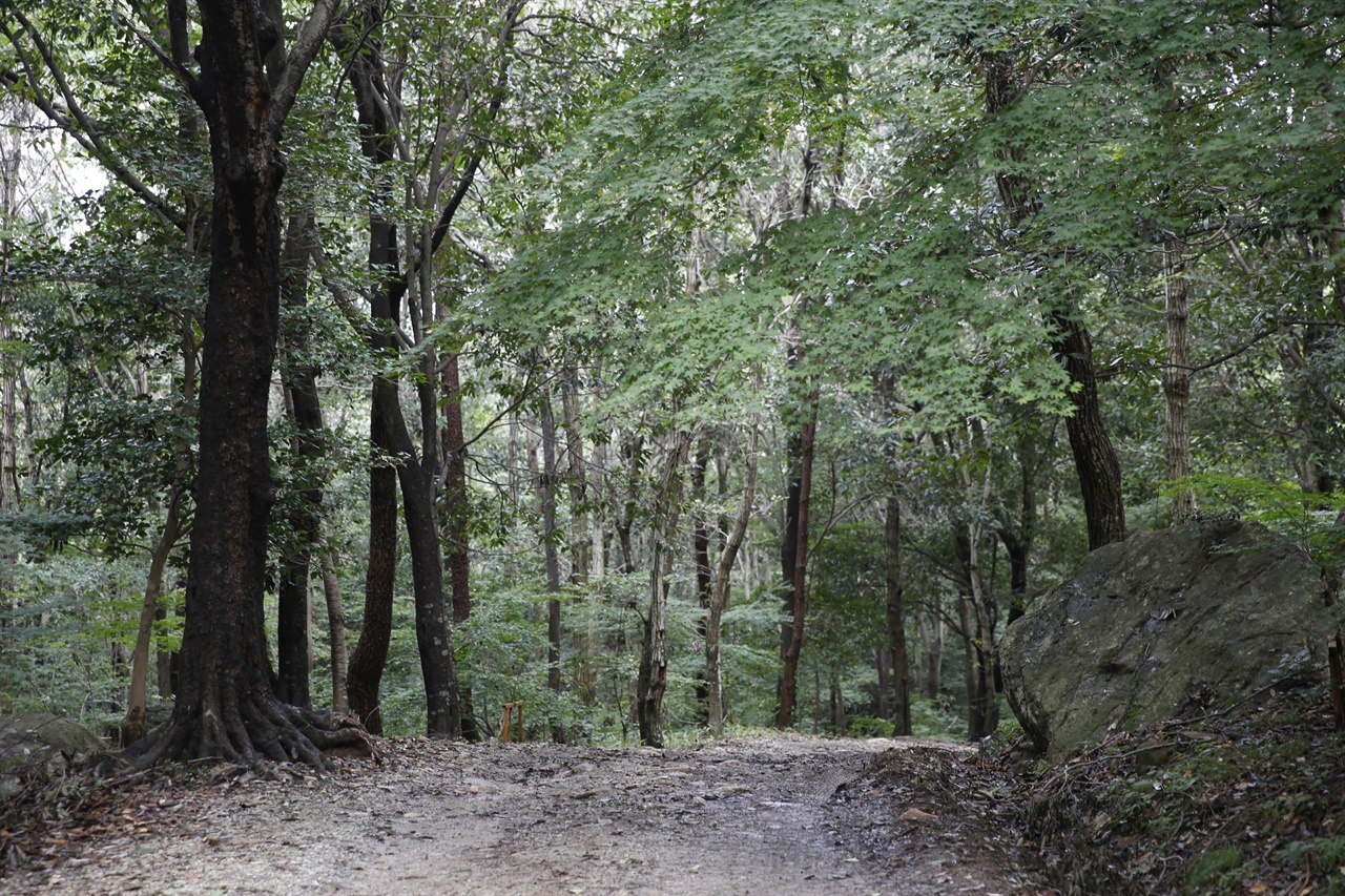 부도밭에서 미황사로 이어지는 숲길. 달마고도는 바위산이 품은 숲길이지만, 편안하게 걸을 수 있다.