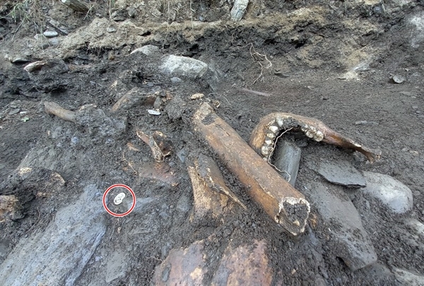 유해는 지표면으로부터 불과 40~50cm 아래에 묻혀 있다. 희생자의 치아와 희생자의 것으로 보이는 흰색 단추(붉은 원 안), 탄피와 탄두도 각각 출토됐다.