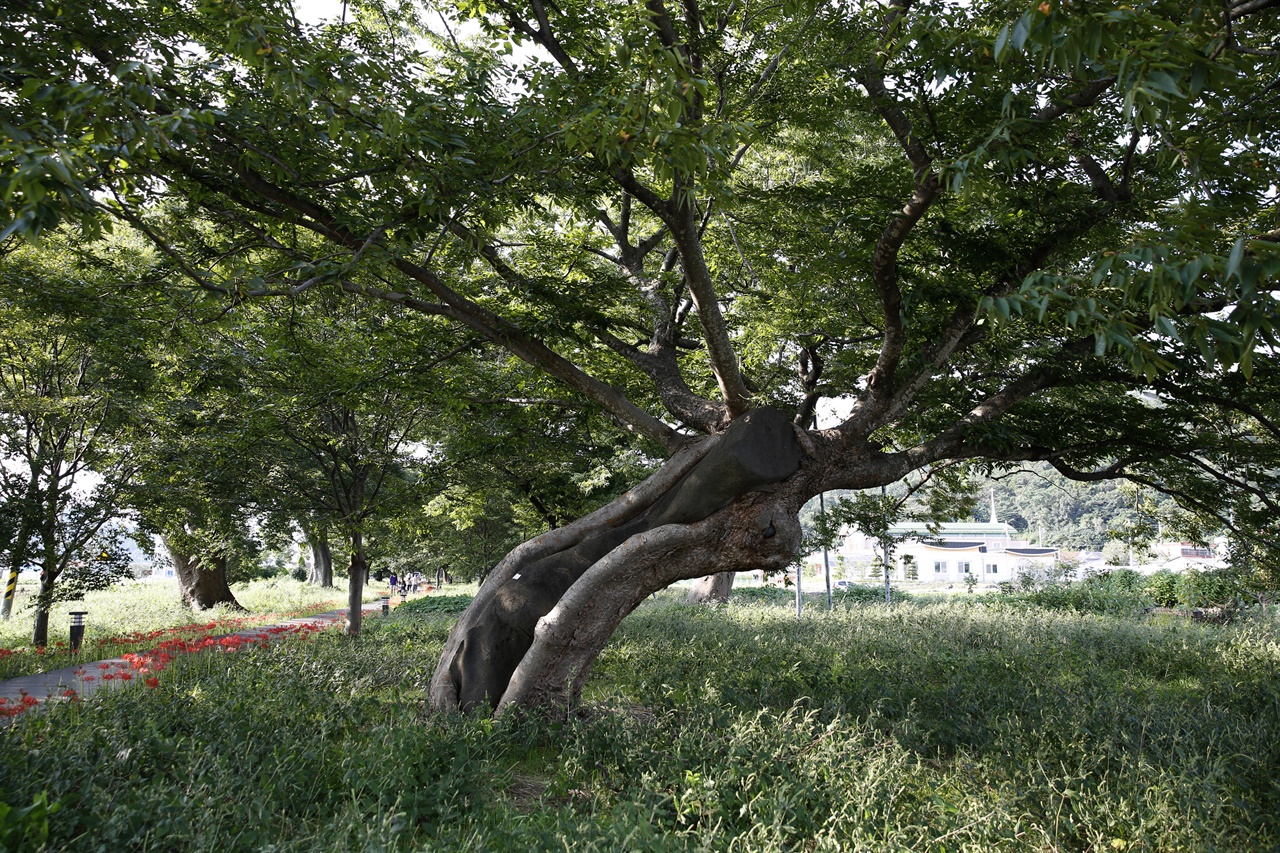 함평 향교마을 숲의 노거수들. 한눈에 봐도 세월의 무게가 느껴지는 나무들이 줄지어 서 있다.