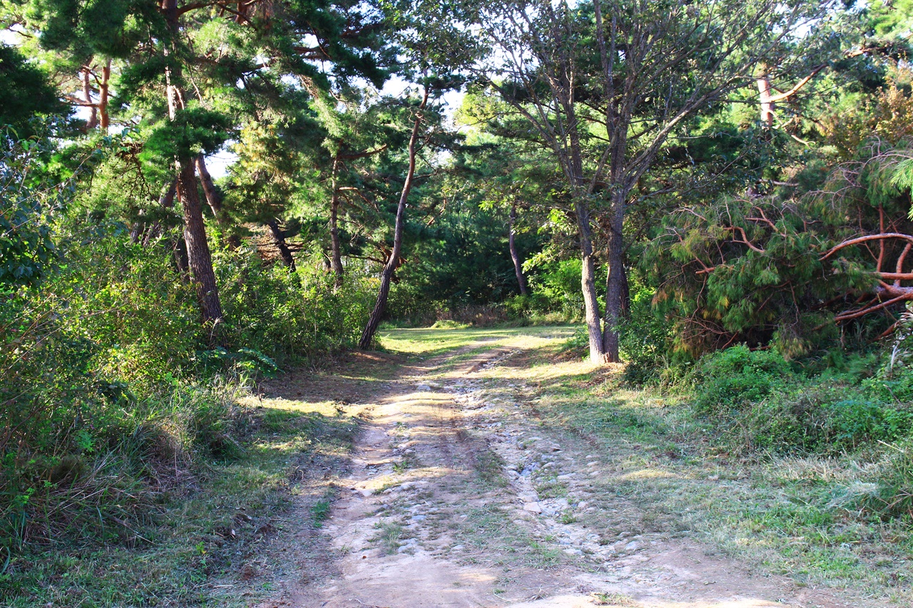 경주 성덕왕릉 주변 소나무 숲 산책길 모습