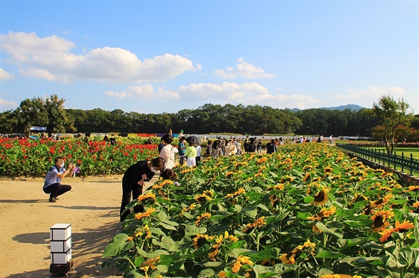  경주 동부사적지대 꽃밭단지 해바라기 모습