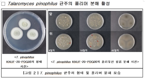 T. pinophilus 균주의 형태 및 폴리머 분해 모습