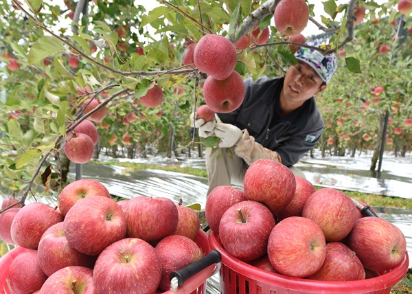 거창군 송계농원의 사과 수확.