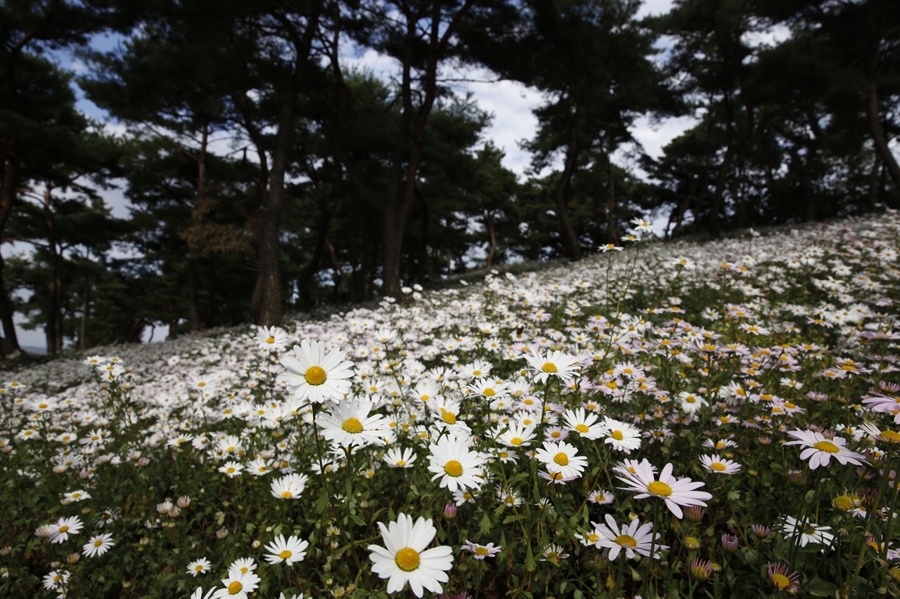 곡성 충의공원에 활짝 핀 구절초꽃. 지난 10월 11일 풍경이다.