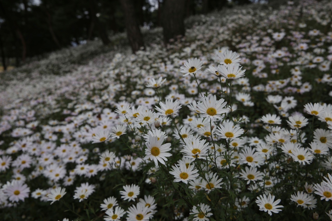 곡성 충의공원에 활짝 핀 구절초꽃. 지난 10월 11일 오후 모습이다.