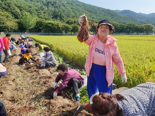  우천바리안마을 고구마 체험 모습.(사진=우천바리안마을).