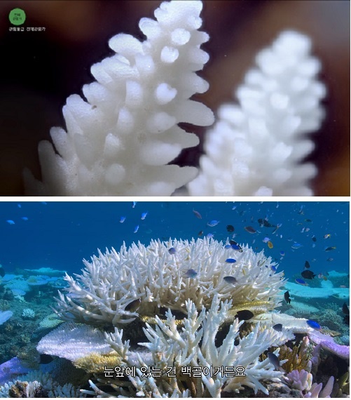 백골이 된 산호 조류를 내보내 하얗게 변한 산호의 모습. 