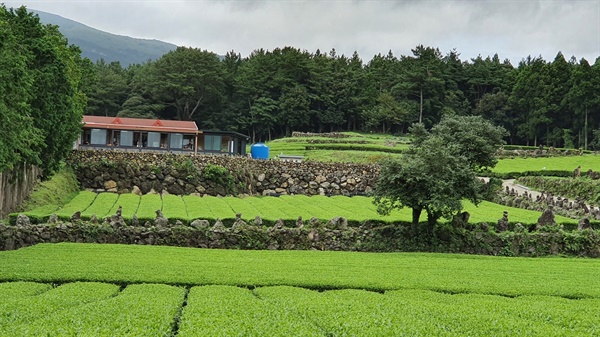 서귀포 중산간에 포근하게 펼쳐진 녹차밭이다.