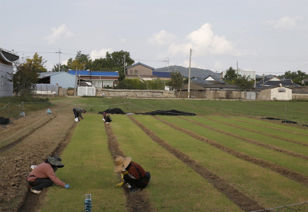 함평 향교마을 풍경. 마을 앞, 양파 모종 밭에서 마을주민들이 잡풀을 일일이 솎아내고 있다.