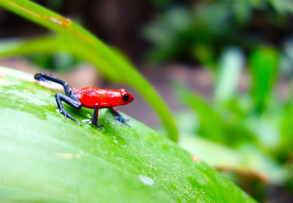 독화살 개구리는 자신이 독을 갖고 있음을 강렬한 빨간 색으로 나타낸다.
