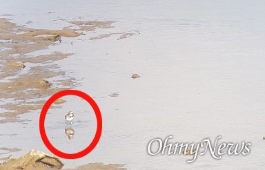 창녕함안보 수문 개방으로 상류에 있는 낙동강 우안 쪽 모래톱에 멸종위기종 '흰목물떼새'가 관찰되었다.
