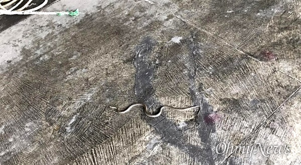 지난 22일 경북 울릉군 울릉읍 저동항에 황갈생 뱀이 나타나 관심을 모으고 있다.